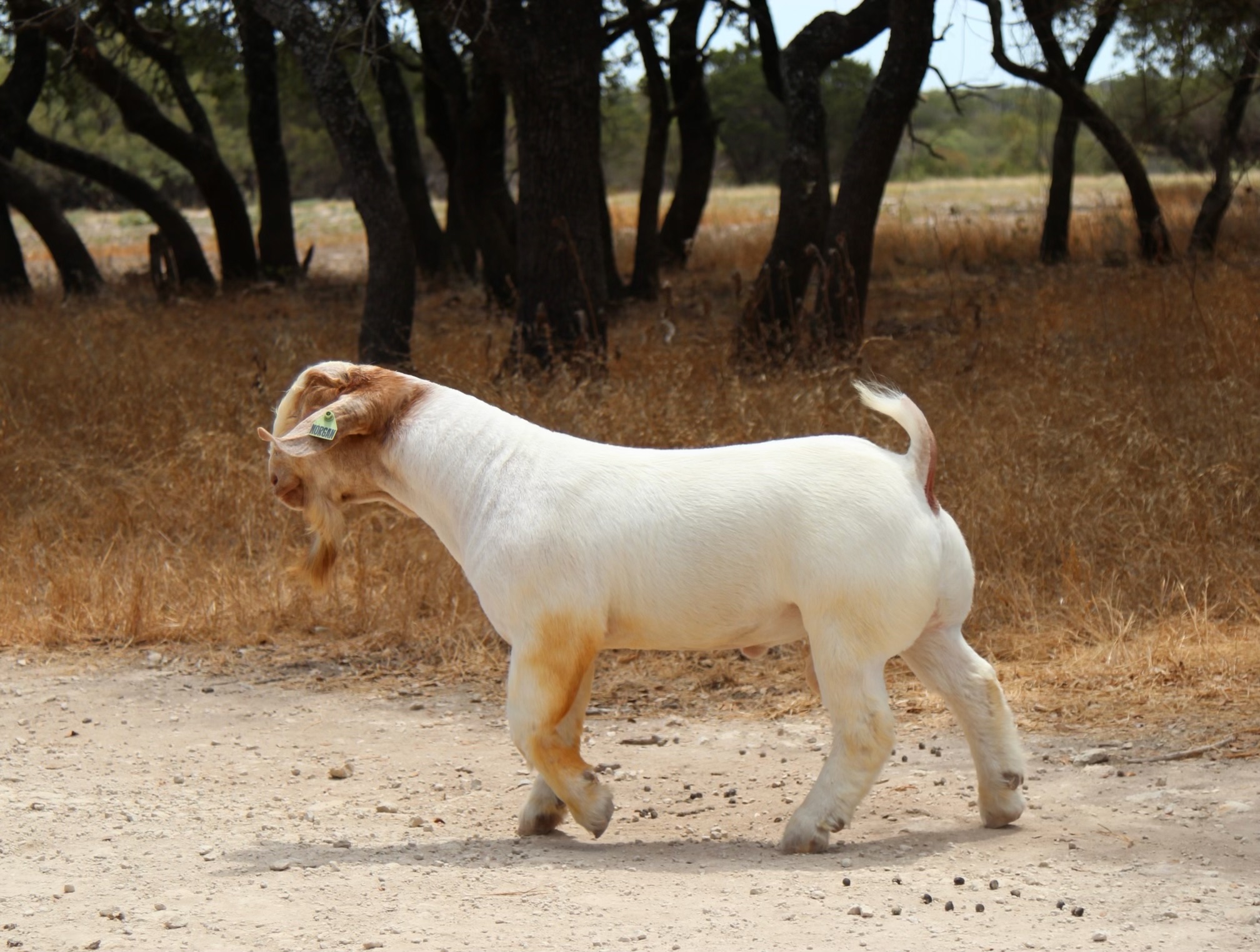 Guapo https://morganlivestockbucks.com/wp-content/uploads/2023/10/guapo_4.jpeg