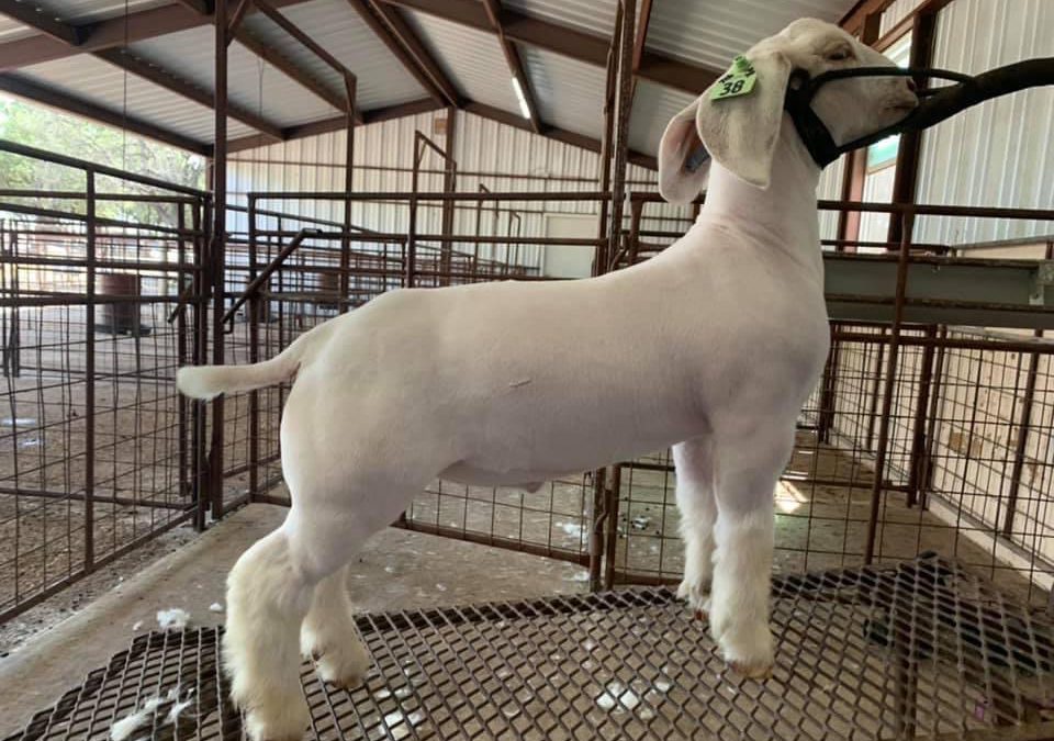 Pulse Rider Offspring