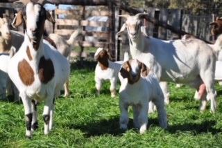 Swipe Right Offspring