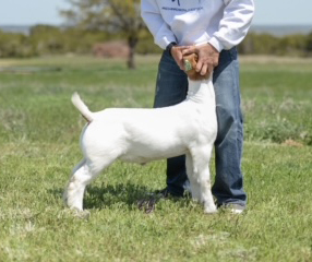 Swipe Right Offspring