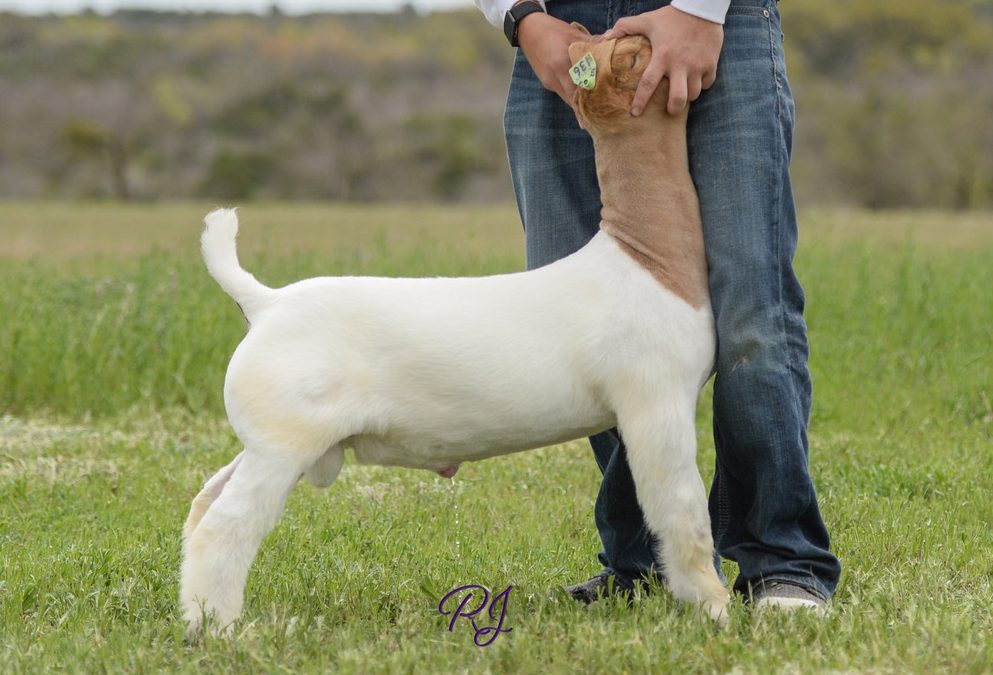 Swipe Right Offspring