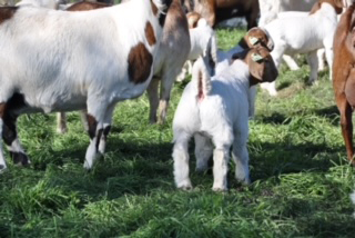 Swipe Right Offspring