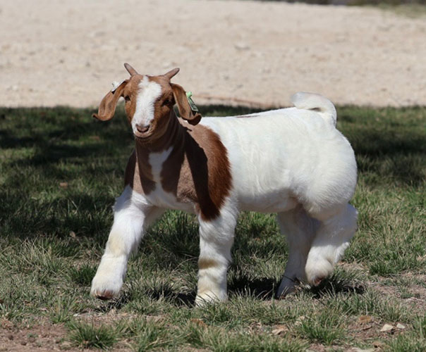 Allan Clone Offspring