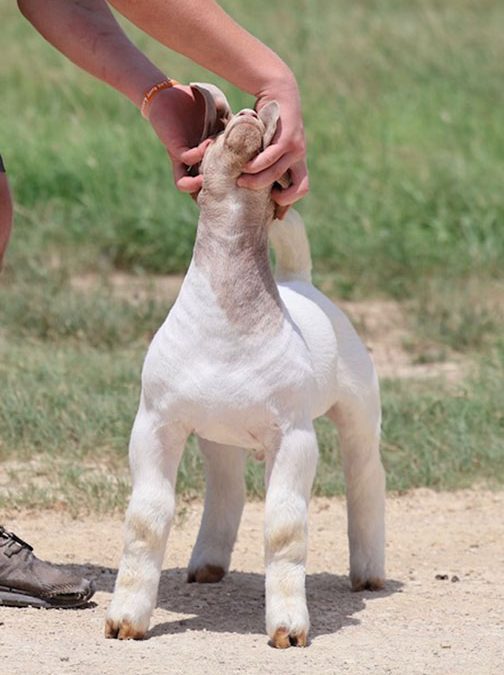 Capital Gains Offspring