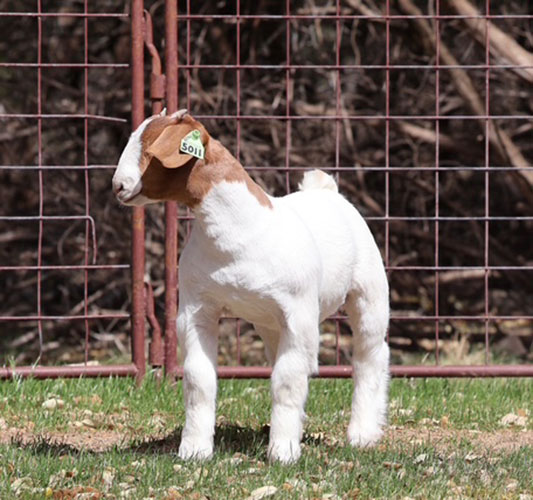 Allan Clone Offspring