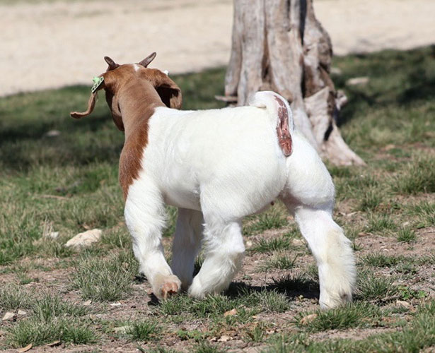 Allan Clone Offspring