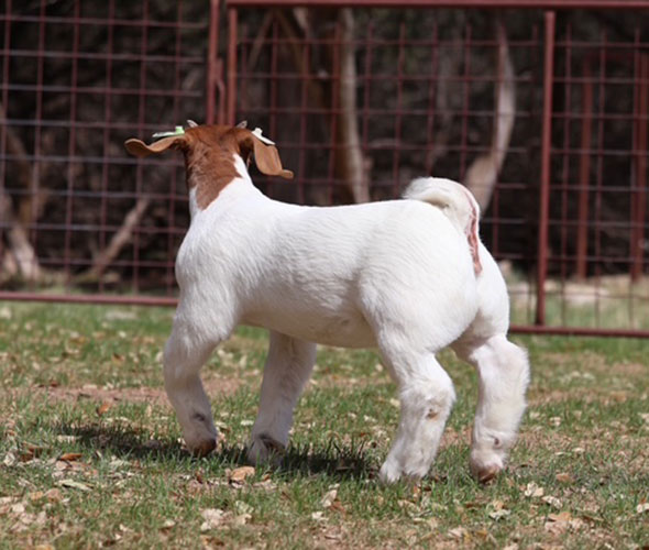 Allan Clone Offspring