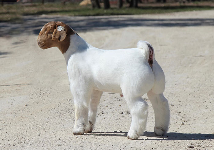 Allan Clone Offspring