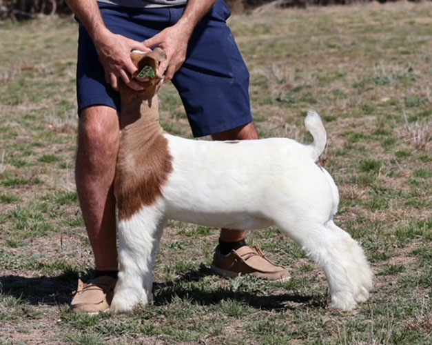 Allan Clone Offspring