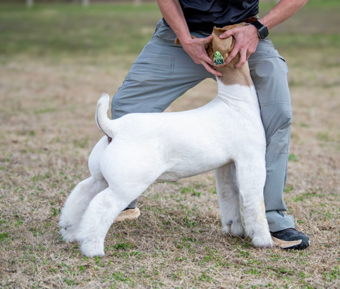 Allan Clone Offspring