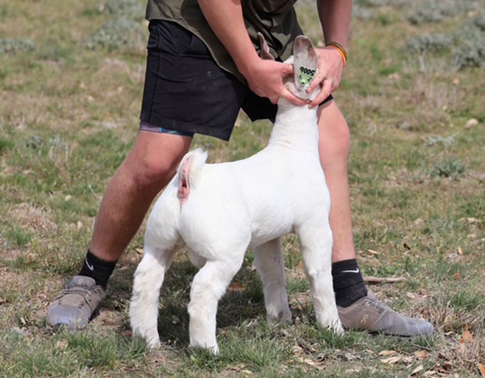 Capital Gains Offspring